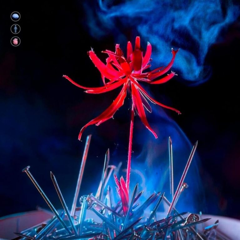 Cover della canzone 'Fiori Nel Cemento' di Jelecrois ft. SETTEMBRE