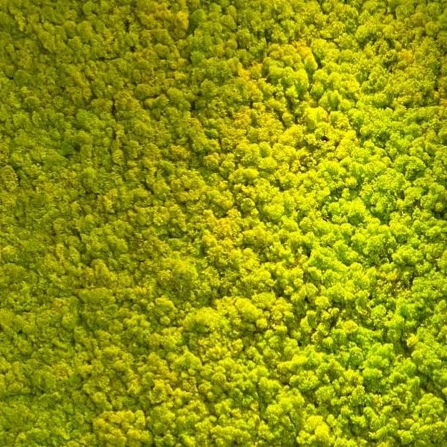 Cover della canzone 'Sigla di Muschio Selvaggio' di Muschio Selvaggio ft. Fedez, Luis Sal, Martin Sal