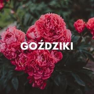 Cover dell'album 'Goździki'