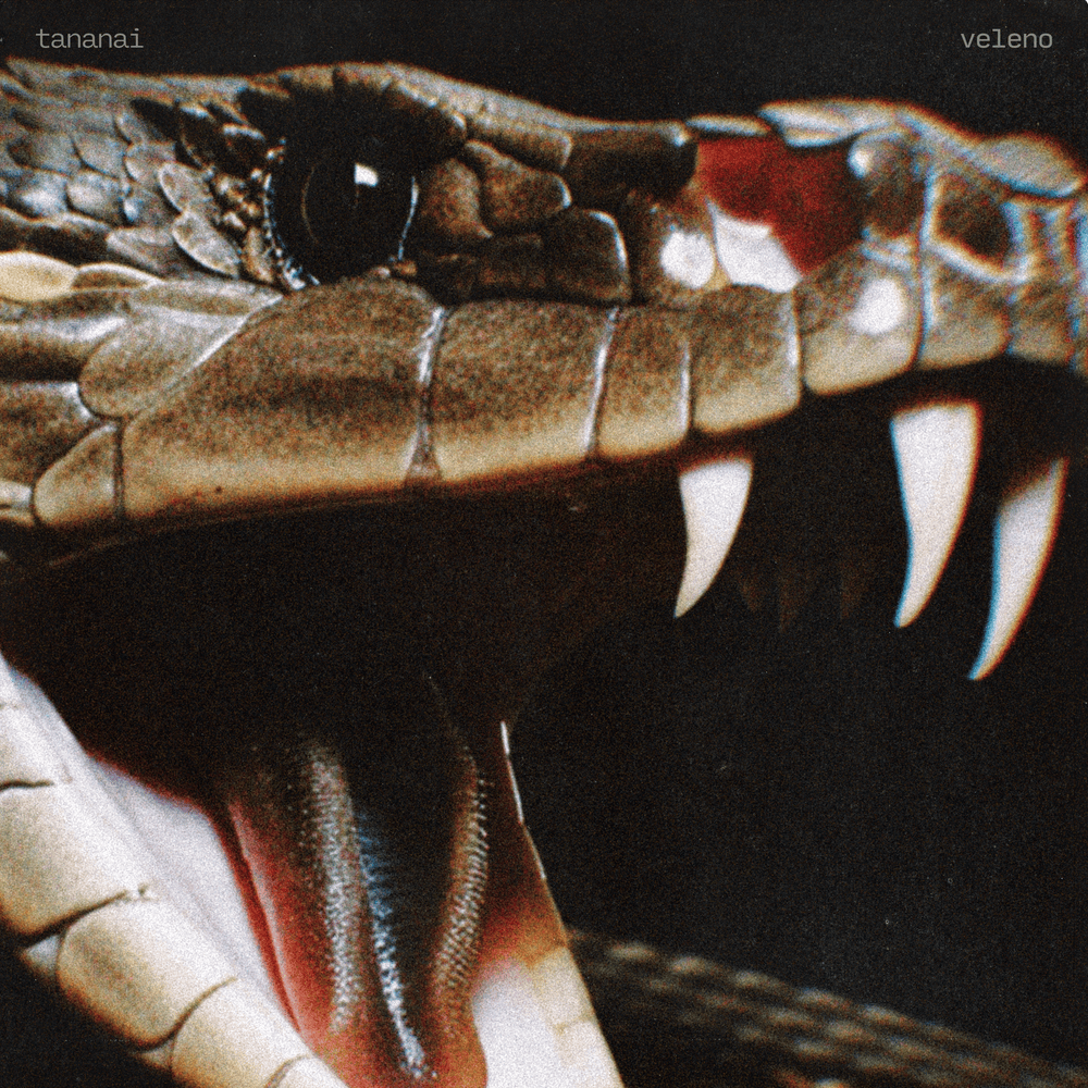 Cover della canzone 'VELENO' di Tananai