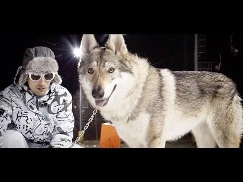 Cover della canzone 'Io Sono Leggenda' di CaneSecco