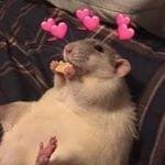 Foto di RATTOBOYS, artista con ruolo nel rap italiano